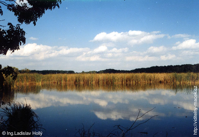 Albrechtičky, Přírodní rezervace Kotvice